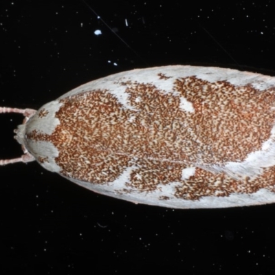 Euchaetis rhizobola (A Concealer moth (Wingia group)) at Ainslie, ACT - 9 Oct 2020 by jb2602
