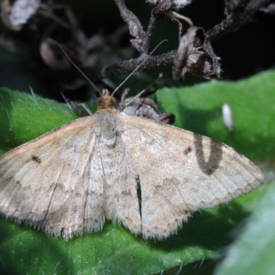 Scopula rubraria (Reddish Wave, Plantain Moth) at O'Connor, ACT - 15 Oct 2020 by ConBoekel