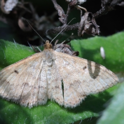 Scopula rubraria (Reddish Wave, Plantain Moth) at Dryandra St Woodland - 15 Oct 2020 by ConBoekel