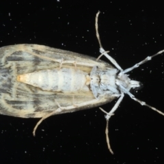 Scoparia exhibitalis at Ainslie, ACT - 9 Oct 2020