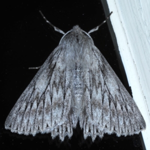 Cyneoterpna wilsoni at Ainslie, ACT - 9 Oct 2020