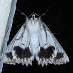 Cyneoterpna wilsoni at Ainslie, ACT - 9 Oct 2020