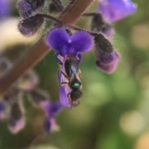 Lasioglossum (Homalictus) sp. (genus & subgenus) at Acton, ACT - 15 Oct 2020