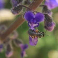Lasioglossum (Homalictus) sp. (genus & subgenus)) at Acton, ACT - 15 Oct 2020