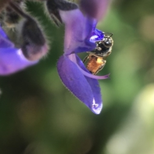 Lasioglossum (Homalictus) sp. (genus & subgenus) at Acton, ACT - 15 Oct 2020