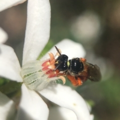 Exoneura sp. (genus) (A reed bee) at Acton, ACT - 15 Oct 2020 by PeterA