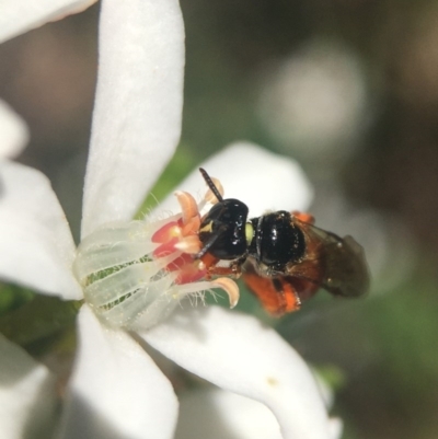 Exoneura sp. (genus) (A reed bee) at Acton, ACT - 15 Oct 2020 by PeterA