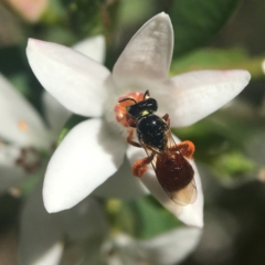 Exoneura sp. (genus) at Acton, ACT - 15 Oct 2020