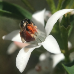 Exoneura sp. (genus) at Acton, ACT - 15 Oct 2020