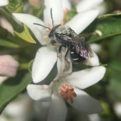 Lipotriches (Austronomia) ferricauda (Halictid bee) at Acton, ACT - 15 Oct 2020 by PeterA