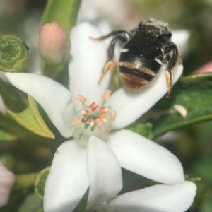 Lipotriches (Austronomia) ferricauda at Acton, ACT - 15 Oct 2020