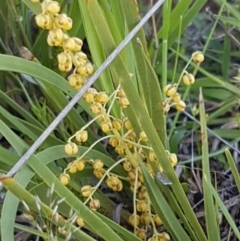 Lomandra filiformis (Wattle Mat-rush) at Dunlop Grasslands - 15 Oct 2020 by tpreston