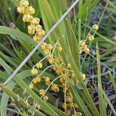 Lomandra filiformis (Wattle Mat-rush) at Dunlop, ACT - 15 Oct 2020 by tpreston