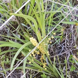 Lomandra filiformis at Dunlop, ACT - 15 Oct 2020 04:38 PM