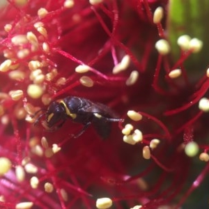 Hylaeus (Gnathoprosopis) amiculinus at Acton, ACT - 15 Oct 2020