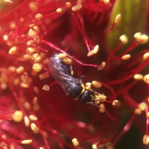 Hylaeus (Gnathoprosopis) amiculinus at Acton, ACT - 15 Oct 2020