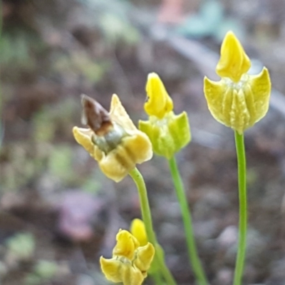 Cicendia quadrangularis (Oregon Timwort) at Dunlop, ACT - 15 Oct 2020 by trevorpreston