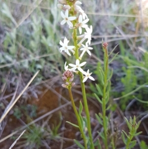 Stackhousia monogyna at Dunlop, ACT - 15 Oct 2020