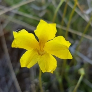 Goodenia pinnatifida at Dunlop, ACT - 15 Oct 2020