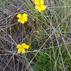 Goodenia pinnatifida at Dunlop, ACT - 15 Oct 2020