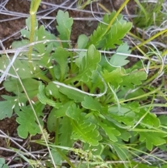 Goodenia pinnatifida at Dunlop, ACT - 15 Oct 2020