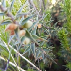 Melichrus urceolatus (Urn Heath) at Dunlop Grasslands - 15 Oct 2020 by tpreston