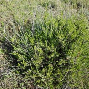 Melichrus urceolatus at Dunlop, ACT - 15 Oct 2020