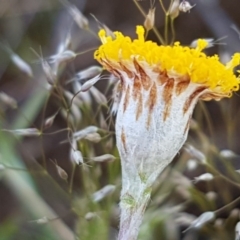 Leptorhynchos squamatus (Scaly Buttons) at Dunlop Grasslands - 15 Oct 2020 by tpreston