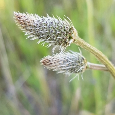 Plantago lanceolata (Ribwort Plantain, Lamb's Tongues) at Dunlop, ACT - 15 Oct 2020 by trevorpreston