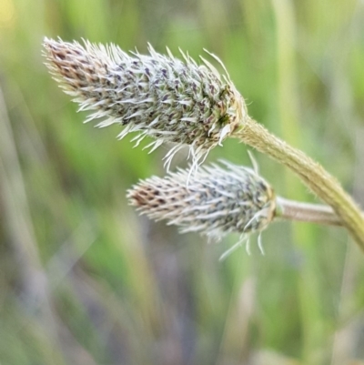 Plantago lanceolata (Ribwort Plantain, Lamb's Tongues) at Dunlop, ACT - 15 Oct 2020 by tpreston