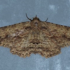 Unidentified Noctuoid moth (except Arctiinae) at Lilli Pilli, NSW - 7 Oct 2020 by jb2602