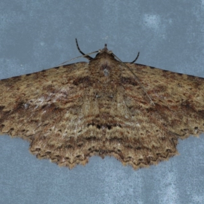 Unidentified Noctuoid moth (except Arctiinae) at Lilli Pilli, NSW - 7 Oct 2020 by jb2602