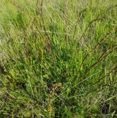 Acaena echinata (Sheeps Burr) at Dunlop, ACT - 15 Oct 2020 by trevorpreston