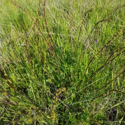 Acaena echinata (Sheeps Burr) at Dunlop, ACT - 15 Oct 2020 by trevorpreston