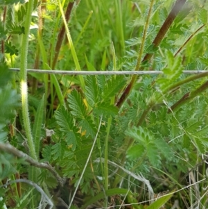 Acaena echinata at Dunlop, ACT - 15 Oct 2020