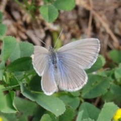 Zizina otis (Common Grass-Blue) at Dryandra St Woodland - 15 Oct 2020 by ConBoekel