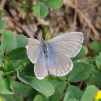 Zizina otis (Common Grass-Blue) at O'Connor, ACT - 15 Oct 2020 by ConBoekel