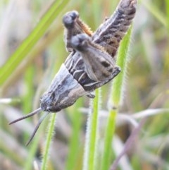 Perunga ochracea (Perunga grasshopper, Cross-dressing Grasshopper) at Dunlop Grasslands - 15 Oct 2020 by trevorpreston