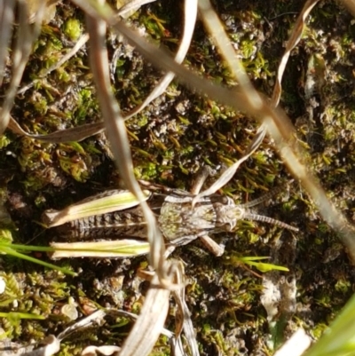 Perunga ochracea (Perunga grasshopper, Cross-dressing Grasshopper) at Dunlop Grasslands - 15 Oct 2020 by tpreston