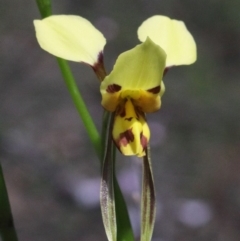 Diuris sulphurea (Tiger Orchid) at Dryandra St Woodland - 15 Oct 2020 by ConBoekel