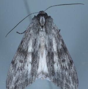 Capusa sp.(genus) at Lilli Pilli, NSW - 7 Oct 2020