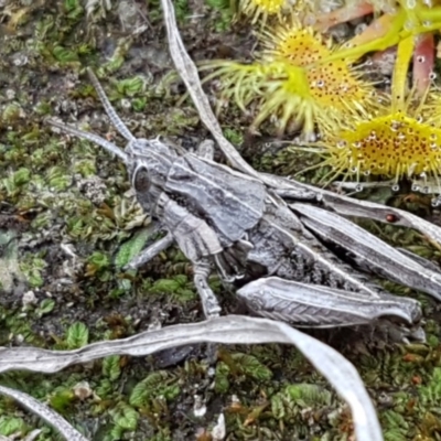 Perunga ochracea (Perunga grasshopper, Cross-dressing Grasshopper) at Dunlop, ACT - 15 Oct 2020 by tpreston