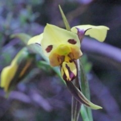 Diuris sulphurea (Tiger Orchid) at O'Connor, ACT - 15 Oct 2020 by ConBoekel
