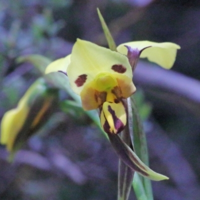Diuris sulphurea (Tiger Orchid) at O'Connor, ACT - 15 Oct 2020 by ConBoekel