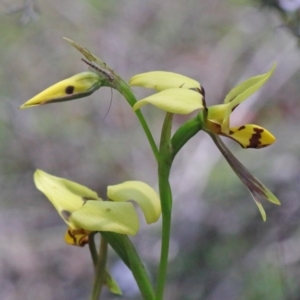 Diuris sulphurea at O'Connor, ACT - 15 Oct 2020