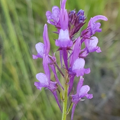 Linaria pelisseriana (Pelisser's Toadflax) at Dunlop, ACT - 15 Oct 2020 by trevorpreston