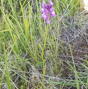 Linaria pelisseriana at Dunlop, ACT - 15 Oct 2020 04:31 PM