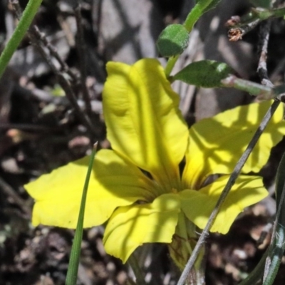 Goodenia hederacea subsp. hederacea (Ivy Goodenia, Forest Goodenia) at Dryandra St Woodland - 15 Oct 2020 by ConBoekel