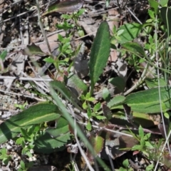 Goodenia hederacea subsp. hederacea at O'Connor, ACT - 15 Oct 2020