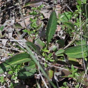 Goodenia hederacea subsp. hederacea at O'Connor, ACT - 15 Oct 2020